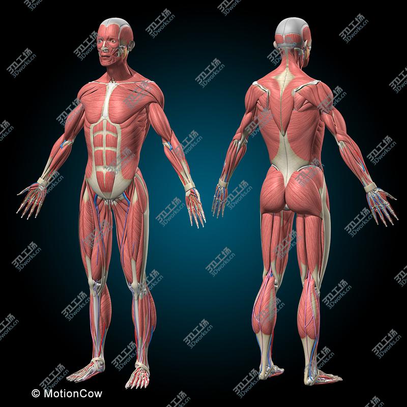 images/goods_img/20210113/Ultimate Human Anatomy  Rigged/2.jpg